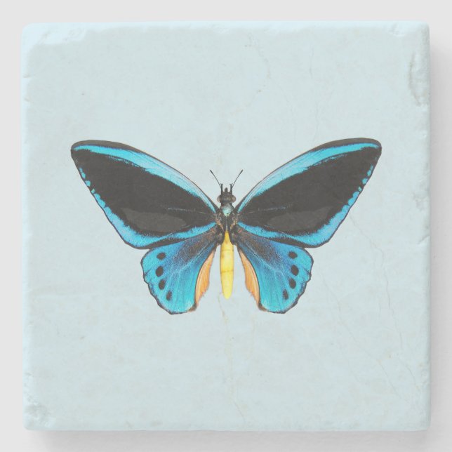 Schmetterling mit Vogelflügeln Steinuntersetzer (Vorderseite)