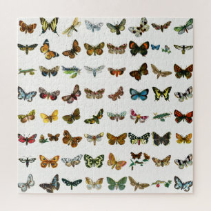 Schmetterling, Moth und Raupe Puzzle