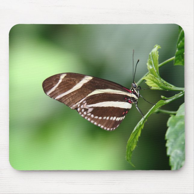 Schmetterling Mousepad (Vorne)