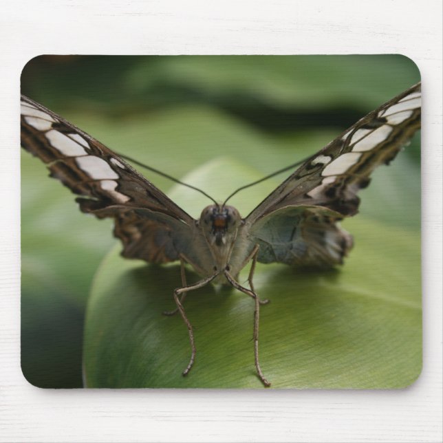 Schmetterling Mousepad (Vorne)