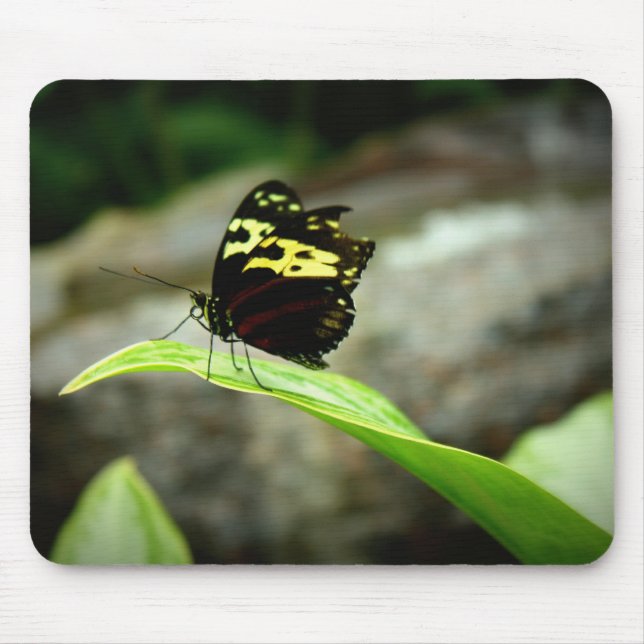 Schmetterling Mousepad (Vorne)
