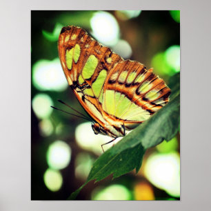 Schmetterling Nah Poster