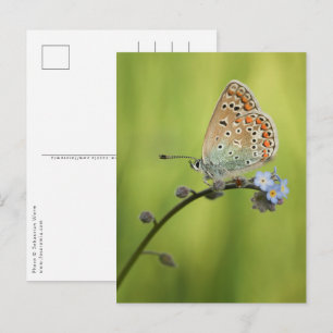 Schmetterling Naturfoto Postkarte