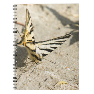 Schmetterling Notizblock