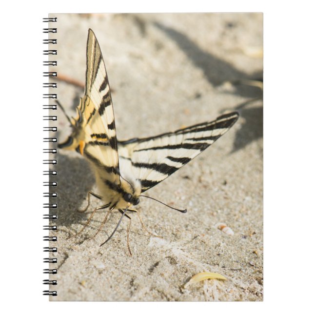 Schmetterling Notizblock (Vorderseite)