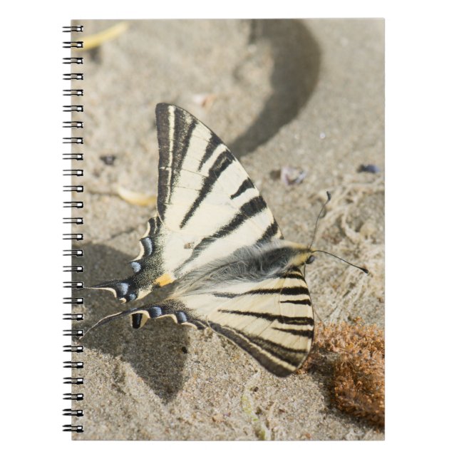 Schmetterling Notizblock (Vorderseite)
