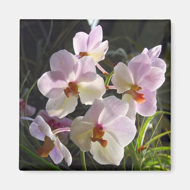 Schmetterling-Orchideen - rosa Magnet (Vorne)