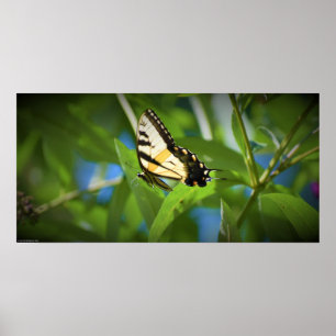 Schmetterling, poster