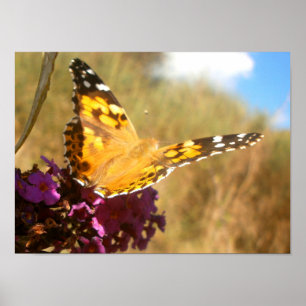 Schmetterling. Poster