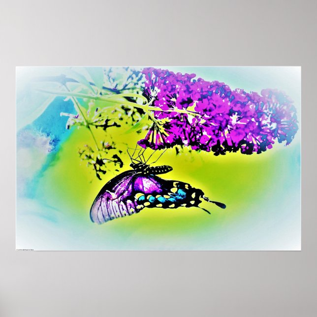 Schmetterling, Poster (Vorne)