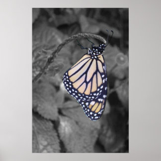 Schmetterling Poster