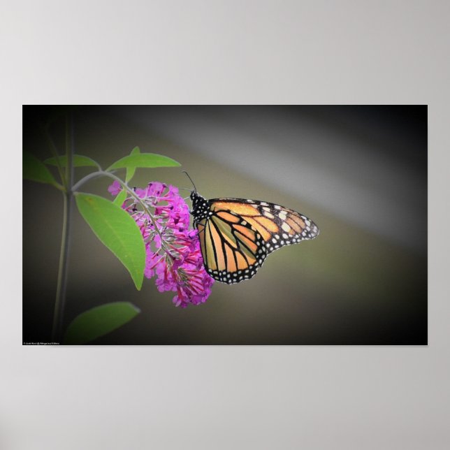 Schmetterling, Poster (Vorne)