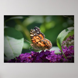 Schmetterling, Poster