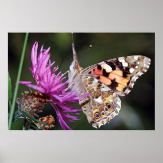 Schmetterling Poster