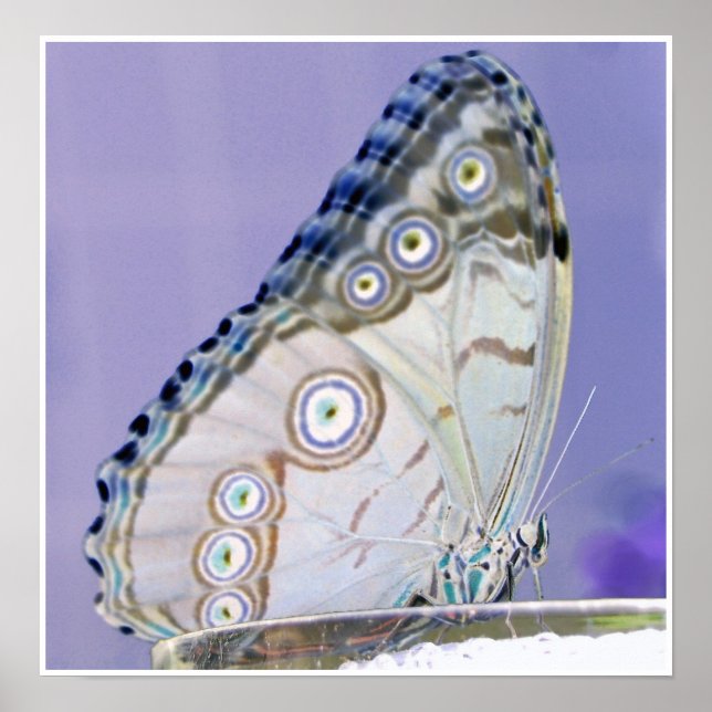 Schmetterling Poster (Vorne)