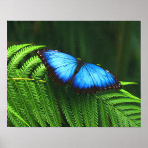 Schmetterling Poster