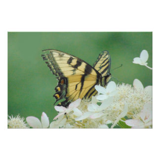 Schmetterling Poster