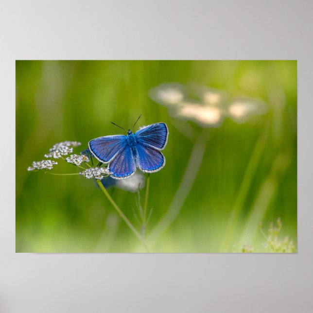 Schmetterling Poster (Vorne)