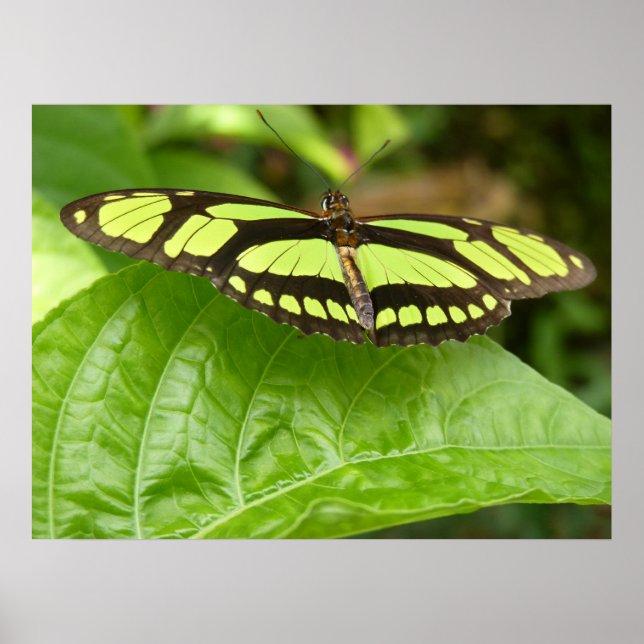 Schmetterling Poster (Vorne)