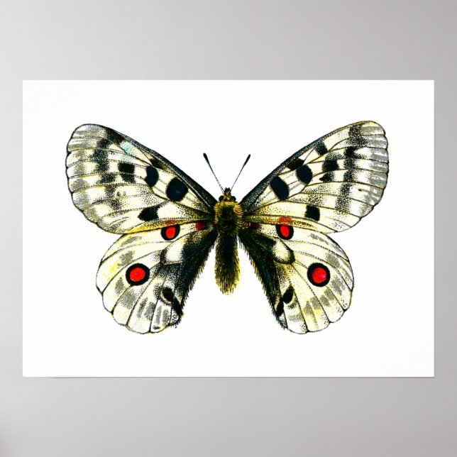 Schmetterling Poster (Vorne)