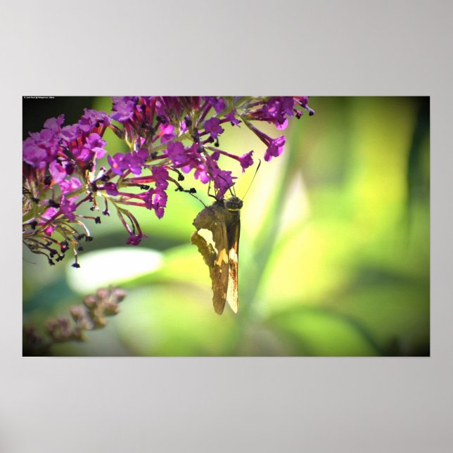 Schmetterling, Poster (Vorne)