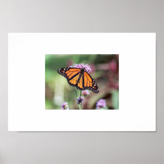 Schmetterling Poster