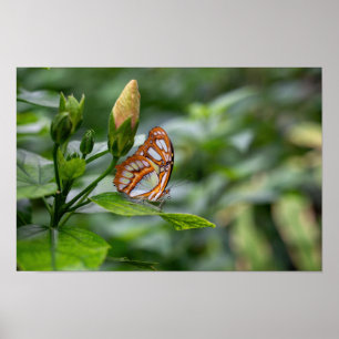 Schmetterling Poster