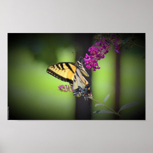 Schmetterling, Poster