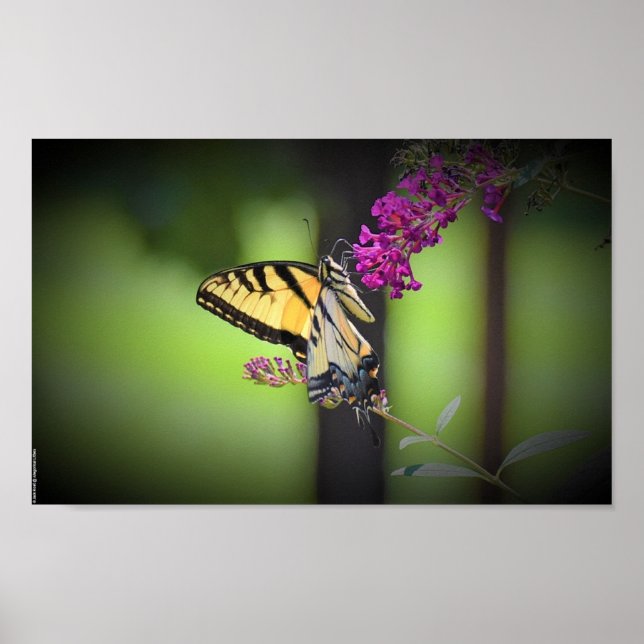 Schmetterling, Poster (Vorne)