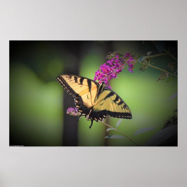 Schmetterling, Poster (Vorne)