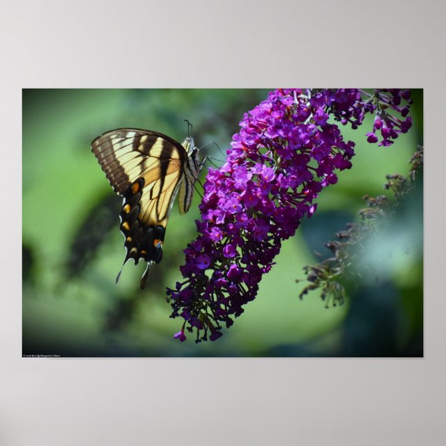 Schmetterling, Poster (Vorne)