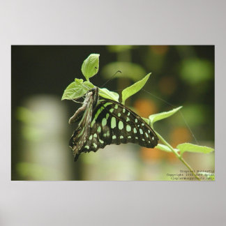 Schmetterling Poster