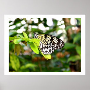 Schmetterling Poster