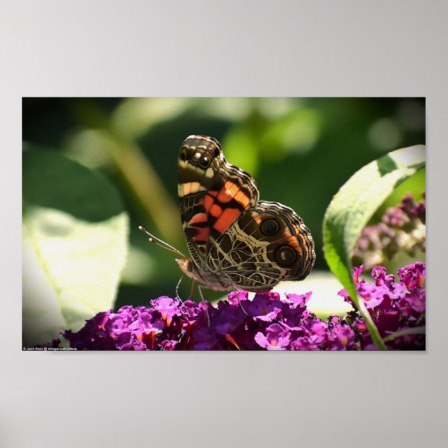 Schmetterling, Poster (Vorne)
