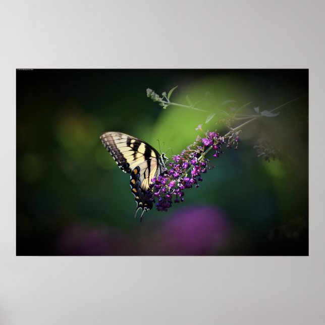 Schmetterling, Poster (Vorne)