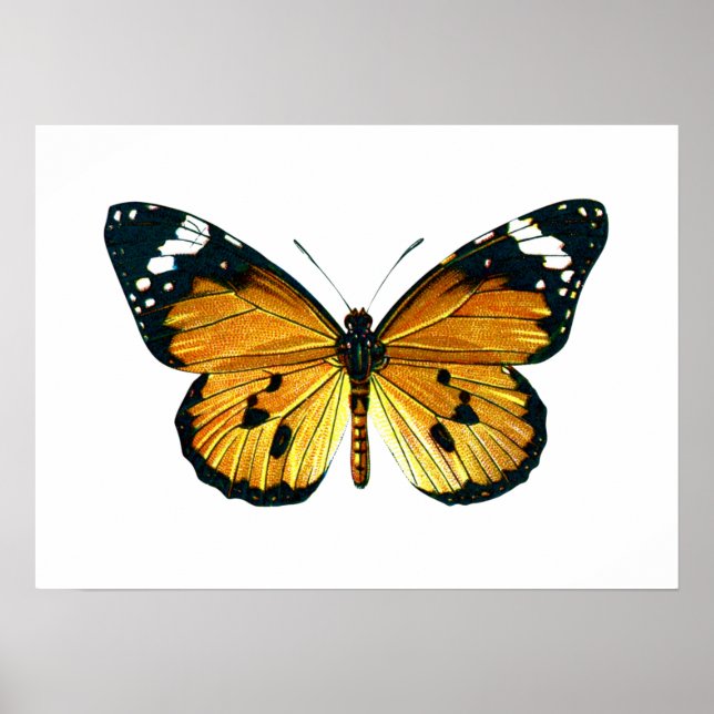 Schmetterling Poster (Vorne)