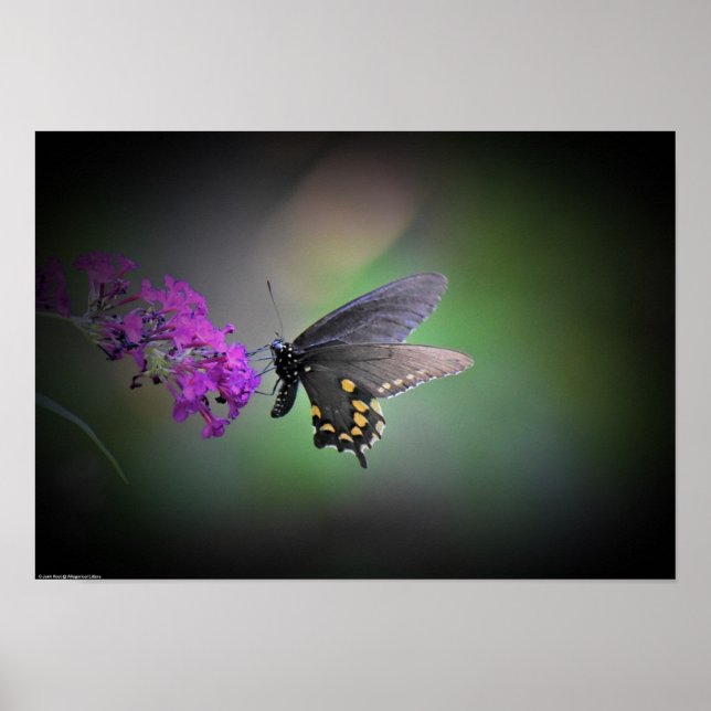 Schmetterling, Poster (Vorne)
