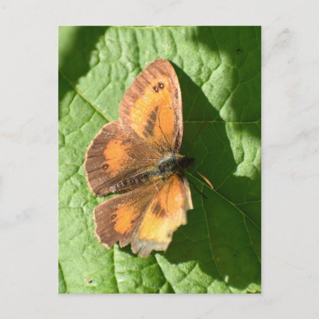 Schmetterling Postkarte (Vorderseite)