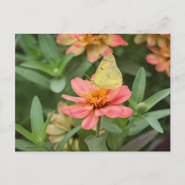 Schmetterling Postkarte (Vorderseite)