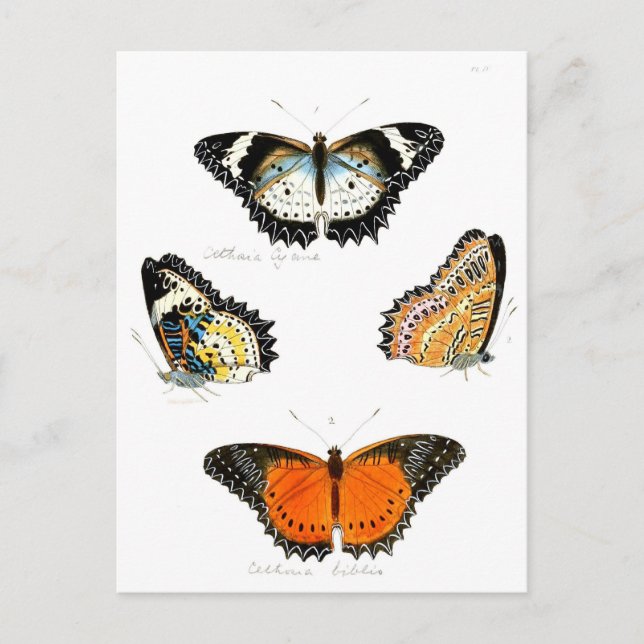 Schmetterling Postkarte (Vorderseite)