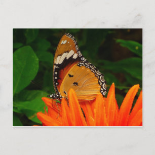 Schmetterling Postkarte