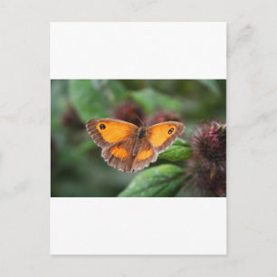Schmetterling Postkarte