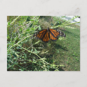Schmetterling Postkarte