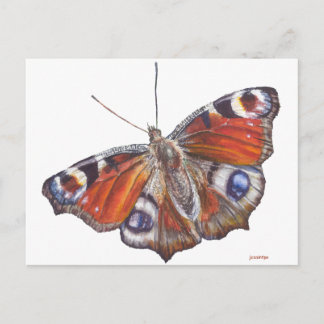 Schmetterling Postkarte