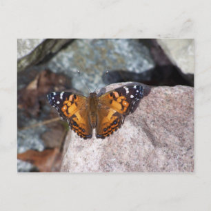 Schmetterling Postkarte