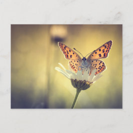 Schmetterling Postkarte