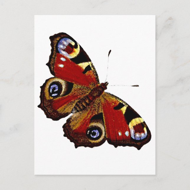 Schmetterling Postkarte (Vorderseite)