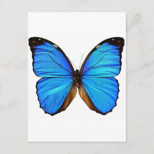 Schmetterling Postkarte