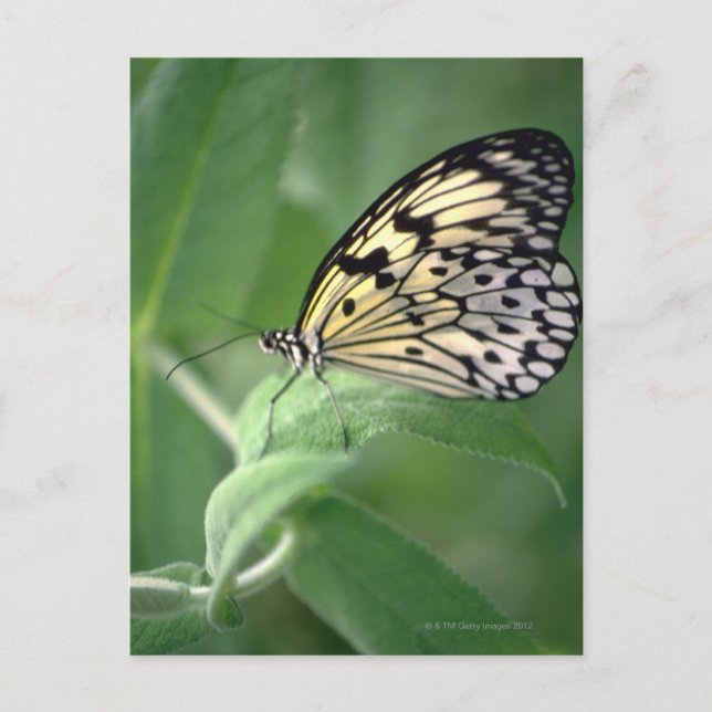 Schmetterling Postkarte (Vorderseite)