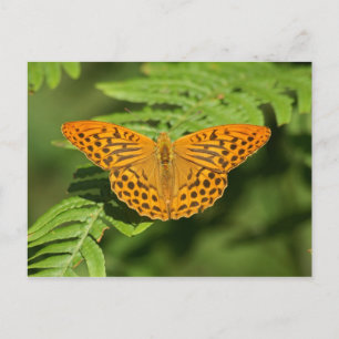 Schmetterling Postkarte